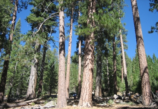 Half Dome '06