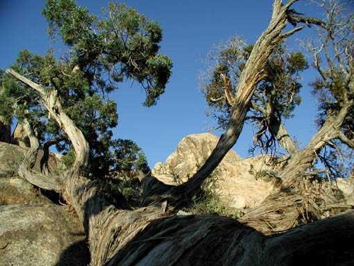 Joshua Tree '01