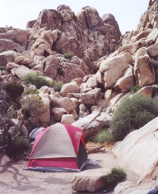 Joshua Tree '01