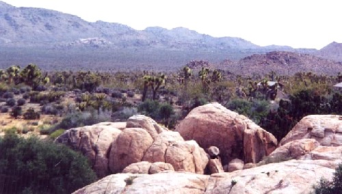 Joshua Tree '01